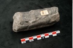 Foto (Seitenansicht) von Calamites communis Ettingshausen (NHMW-GEO-2024-0188-10961)